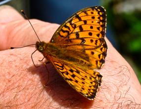 Una farfalla (Rathora Lathonia)